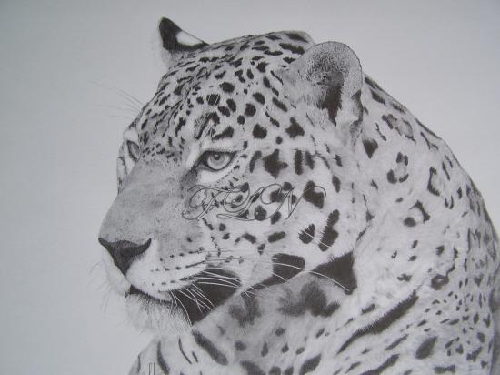 jaguar-sept-2009.jpg