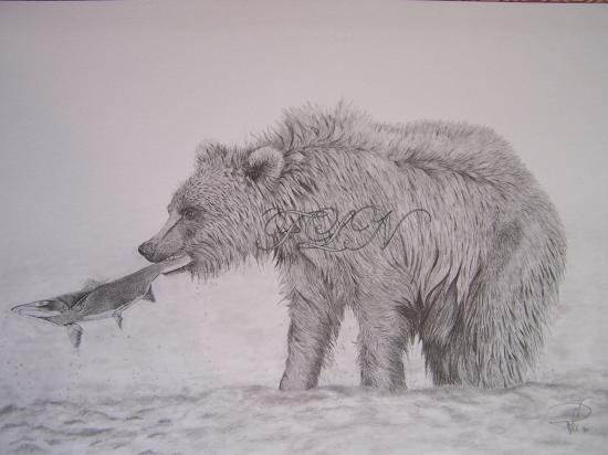 Jeune grizzli à la pêche